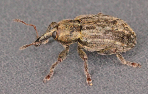Hypera venusta