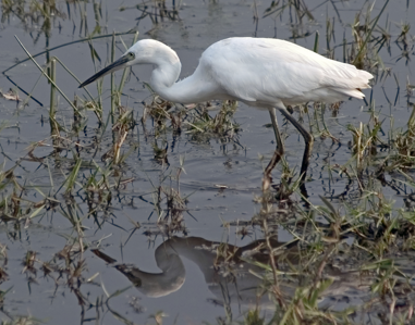 Aigrette garzette