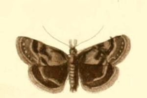Catharia pyrenaealis