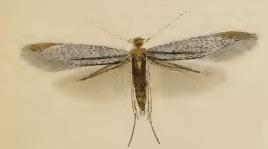 Bucculatrix cristatella