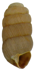Maillotin mousseron