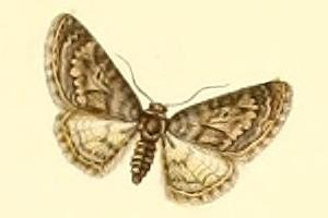 Eupithécie du Kermès (L')