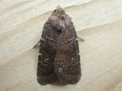 Noctuelle ténébreuse (La)