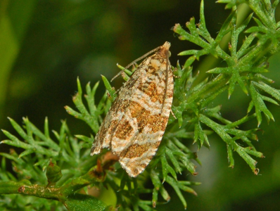 Celypha rivulana
