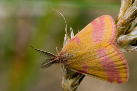 Ensanglantée de l'Oseille (L')