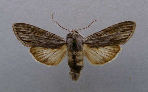 Cucullie lucifuge (La)