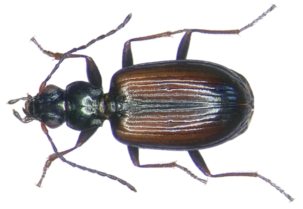 Bembidion conforme