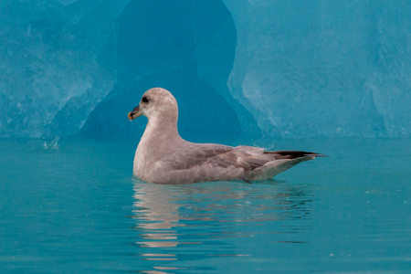 Fulmar boréal