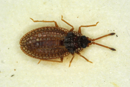 Campylosteira verna