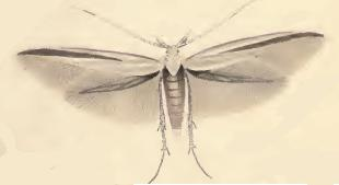 Coleophora conspicuella