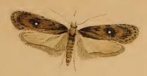 Depressaria albipunctella