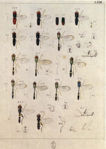 Paragus haemorrhous