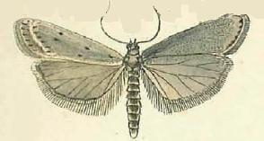 Phycide autrichienne