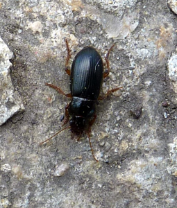 Harpalus latus