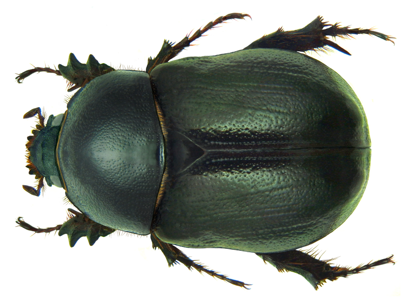 Pentodon bidens