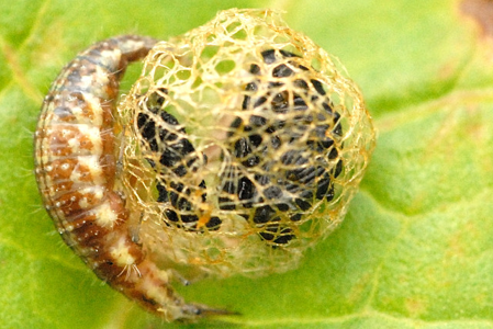 Hypera rumicis