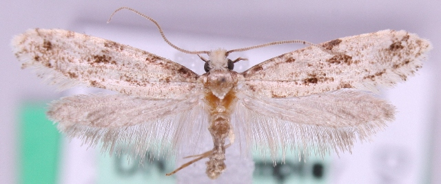 Nemapogon inconditellus