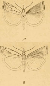 Crambus des tourbières