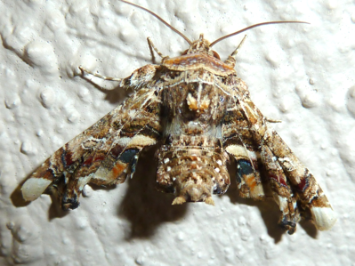 Noctuelle adulatrice (La)