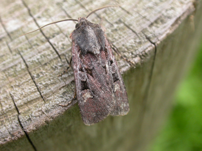 Noctuelle Obélisque (La)