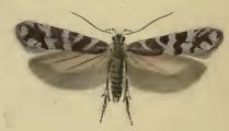 Aristotelia ericinella