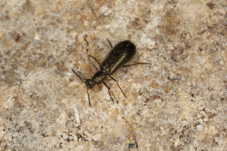 Dasytes plumbeus
