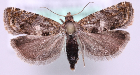 Epiblema graphana