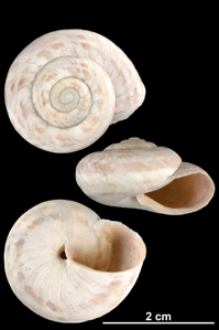Marbrée de Dupuy
