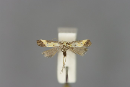 Brachmia dimidiella