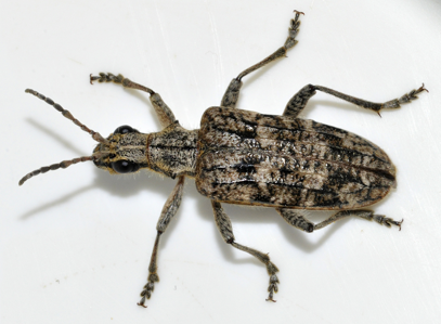 Rhagie grondeuse