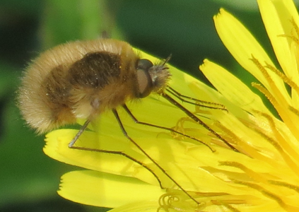 Bombylius venosus