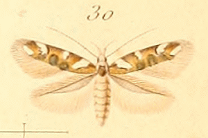 Isidiella divitella