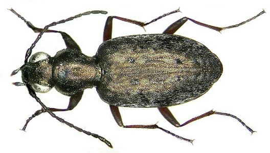 Asaphidion caraboides