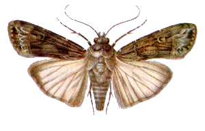 Noctuelle baignée (La)