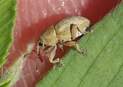 Tychius aureolus