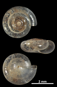 Cristalline diaphane
