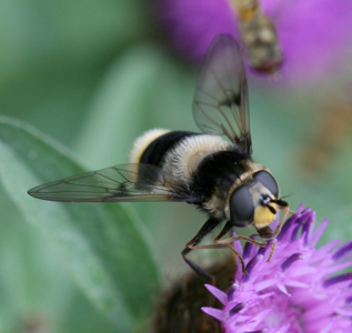 Eriozona syrphoides