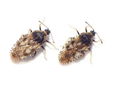 Dictyla echii