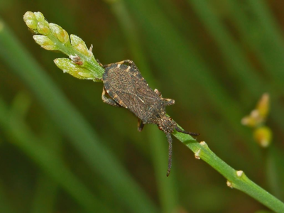 Bothrostethus annulipes