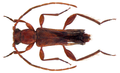 Nathrius brevipennis