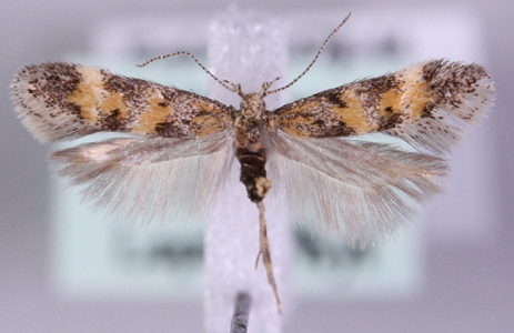 Athrips amoenella