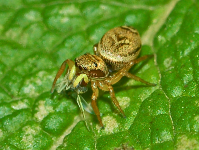 Heliophanus tribulosus