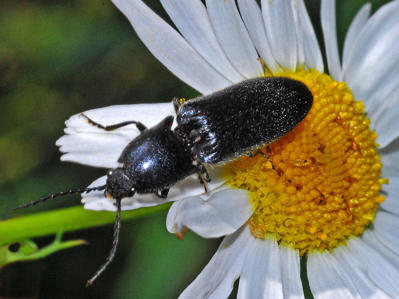 Megathous nigerrimus