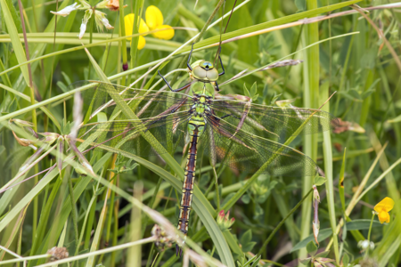 Anax empereur (L')