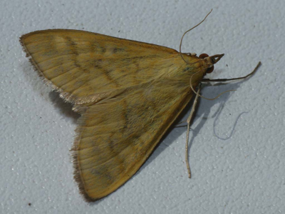 Botys jaun-serin