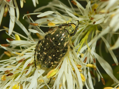 Oxythyrea funesta