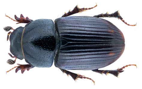 Euorodalus paracoenosus