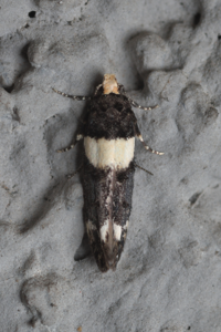 Recurvaria leucatella