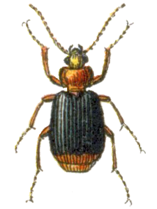 Lebia à cul orange